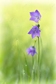 Attēlu rezultāti vaicājumam “Campanula patula flower”