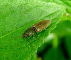 Attēlu rezultāti vaicājumam “Athous sp.”