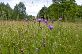 Attēlu rezultāti vaicājumam “Centaurea jacea bud”