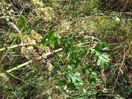 Attēlu rezultāti vaicājumam “Heracleum sphondylium subsp. sibiricum leaf”