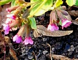 Attēlu rezultāti vaicājumam “Pulmonaria obscura bud”