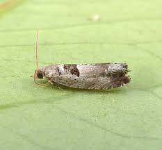 Attēlu rezultāti vaicājumam “Epinotia ramella”