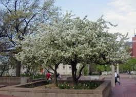 Attēlu rezultāti vaicājumam “Malus x zumi”