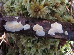 Attēlu rezultāti vaicājumam “Antrodiella semisupina”