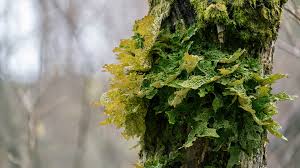 Attēlu rezultāti vaicājumam “Plectocarpon lichenum”