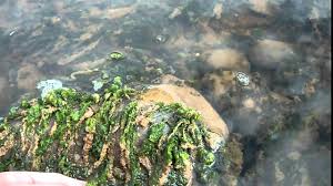 Attēlu rezultāti vaicājumam “Enteridium olivaceum macro”