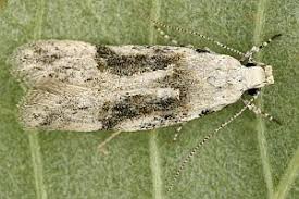 Attēlu rezultāti vaicājumam “Carpatolechia alburnella”