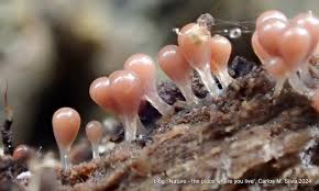 Attēlu rezultāti vaicājumam “Hemitrichia clavata stalked”