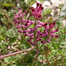 Image result for Fumaria officinalis