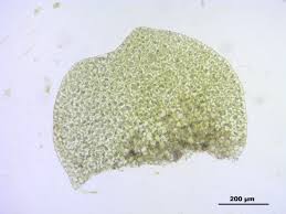 Attēlu rezultāti vaicājumam “Nardia geoscyphus”