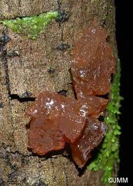 Attēlu rezultāti vaicājumam “Exidia saccharina”