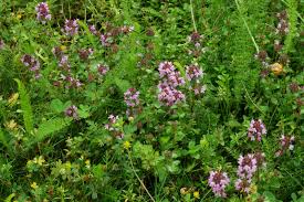 Attēlu rezultāti vaicājumam “Thymus pulegioides fruit”