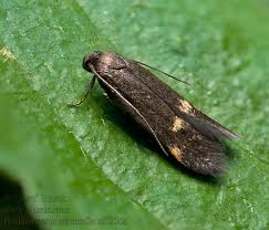 Attēlu rezultāti vaicājumam “Borkhausenia minutella”