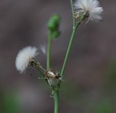 Attēlu rezultāti vaicājumam “Sonchus asper flower”