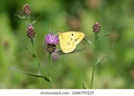 Attēlu rezultāti vaicājumam “Colias palaeno upperside”