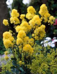 Attēlu rezultāti vaicājumam “Thalictrum flavum flower”