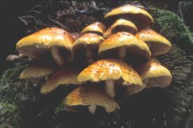 Attēlu rezultāti vaicājumam “Pholiota aurivella”