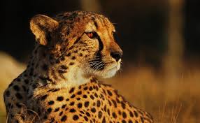 Afbeeldingsresultaat voor cheeta