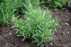 Image result for Rosmarin