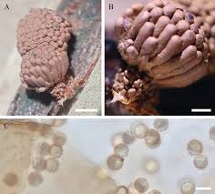 Attēlu rezultāti vaicājumam “Physarum oblatum stalked”