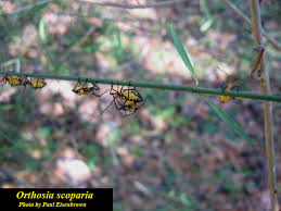 Attēlu rezultāti vaicājumam “Orthosia sp.”