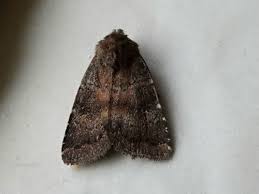 Attēlu rezultāti vaicājumam “Rusina ferruginea female”