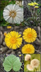 Attēlu rezultāti vaicājumam “Tussilago farfara flower”