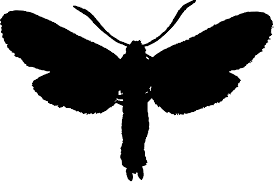 Attēlu rezultāti vaicājumam “Zygaena viciae”