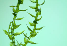 Attēlu rezultāti vaicājumam “Hygroamblystegium varium”