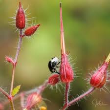 Attēlu rezultāti vaicājumam “Geranium robertianum fruit”