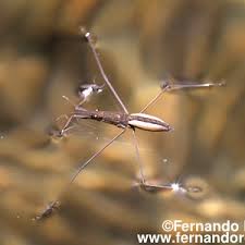 Attēlu rezultāti vaicājumam “Aquarius najas”