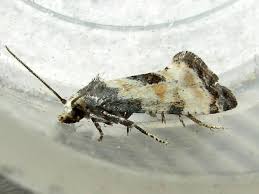 Attēlu rezultāti vaicājumam “Cochylis dubitana”