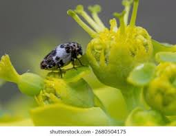 Attēlu rezultāti vaicājumam “Anthrenus sp.”