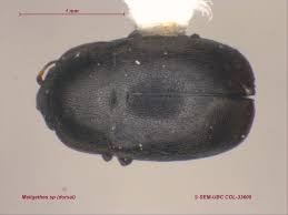 Attēlu rezultāti vaicājumam “Meligethes sp.”