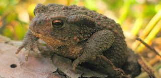 Attēlu rezultāti vaicājumam “Bufo bufo”