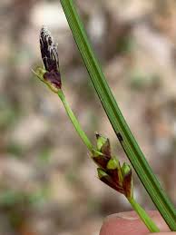 Attēlu rezultāti vaicājumam “Carex digitata bud”
