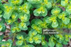 Attēlu rezultāti vaicājumam “Euphorbia helioscopia leaf”