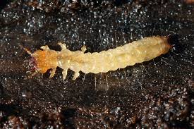 Attēlu rezultāti vaicājumam “Pyrochroidae larva”