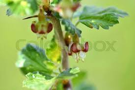 Attēlu rezultāti vaicājumam “Ribes uva-crispa flower”