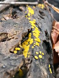 Attēlu rezultāti vaicājumam “Bisporella citrina”