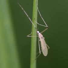 Attēlu rezultāti vaicājumam “Limoniidae”