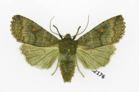 Attēlu rezultāti vaicājumam “Eupsilia transversa”