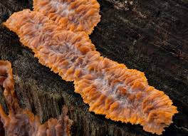 Attēlu rezultāti vaicājumam “Phlebia serialis”