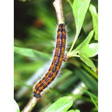 Attēlu rezultāti vaicājumam “Aporia crataegi larva”