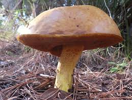 Attēlu rezultāti vaicājumam “Suillus luteus”