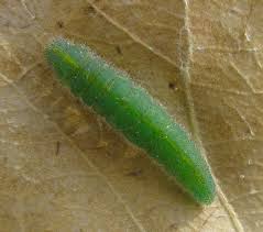 Attēlu rezultāti vaicājumam “Pieris rapae larva”