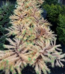 Attēlu rezultāti vaicājumam “Larix kaempferi”