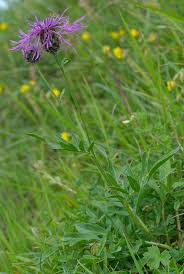 Attēlu rezultāti vaicājumam “Centaurea scabiosa leaf”