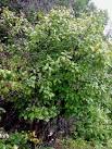 habit--<b>Frangula</b>