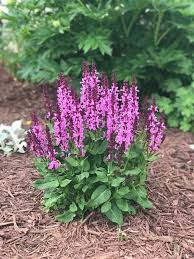 Attēlu rezultāti vaicājumam “Salvia nemorosa flower”